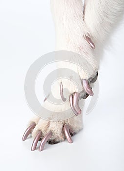 Well-groomed dog paws with manicure