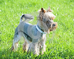 Well groomed haircut yorkshire terrier