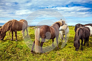 Well-groomed Icelandic horses