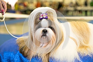 Well groomed Shih-tzu with long fur portrait