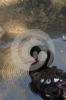 A well grown black swan