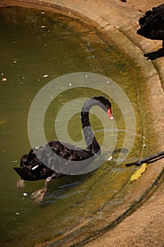 A well grown black swan