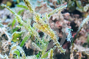 Well hidden pair of Robust Ghost Pipefish