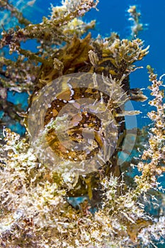 Well hidden Sargassum Frogfish in drifting sea weed