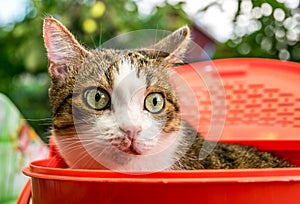 Well-kept cat with large beautiful eyes