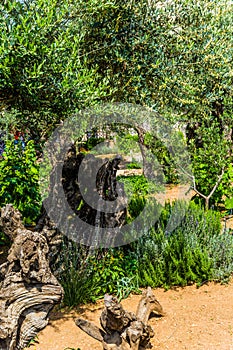 The well-kept Garden of Gethsemane