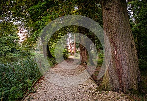 Gravelled footpath through a wood.