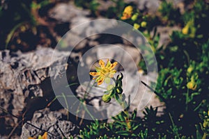 Well-known alpine and alpine plant in the Austrian lands - Saxifraga aizoides. Yellow yellow mountain saxifrage ideal for