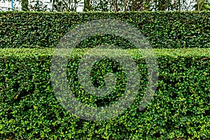 A well landscaped and manicured hedge of bushes photo