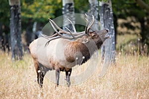 Well lit bull elk bugling photo