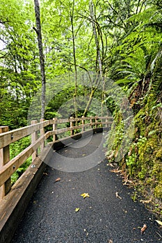 Well maintained path in forest.