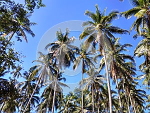 Well Organised Coconut Trees