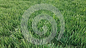 Well-planned large green wheat field