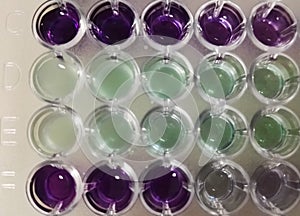 Biochemical test in ELISA plates for measurement by spectrophotometry.