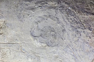 Well-preserved fossilized herbivore dinosaur footprint on a rock in Sataplia Strict Nature Reserve, Georgia
