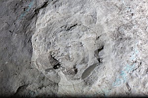 Well-preserved fossilized herbivore dinosaur footprint on a rock in Sataplia Strict Nature Reserve, Georgia