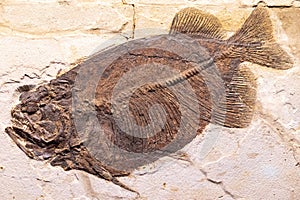 A well-preserved petrified fossil photo