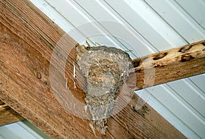 A well protected barn swallow nest on the rafters.