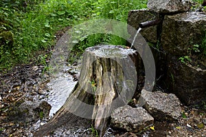 Well spring flows through a pipe on an old tree stump bushes serve as a watering hole for birds and insects flowing out