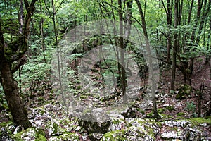 Well  source of the Grza river in Serbia