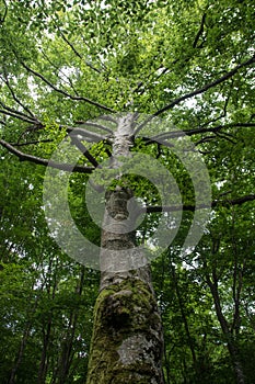 Well  source of the Grza river in Serbia