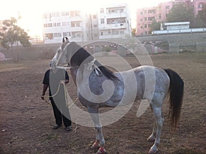 Well tamed horse with brown hair