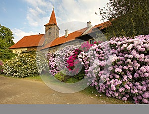 Well-tended garden with color flowers