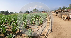 Well tended tobacco field