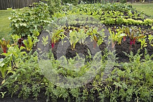 Well-tended vegetable garden