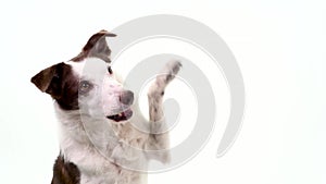 Well trained border collie dog waving both his front paws in turns