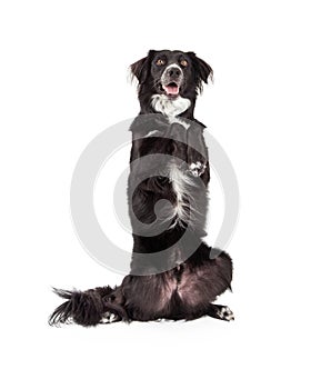 Well Trained Border Collie Mix Breed Dog Begging - Extracted photo