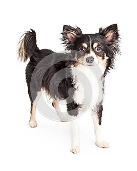 Well Trained Chihuahua Mixed Breed Dog Standing