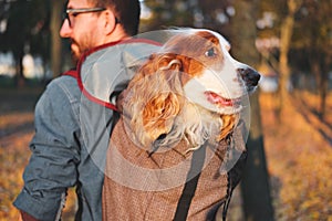 Well trained cocker spaniel sits in a backpack.