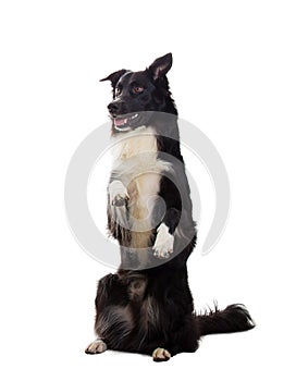 Well trained cute border collie dog
