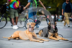 Well-trained dogs Obeying their Trainer that Requested not to Mo