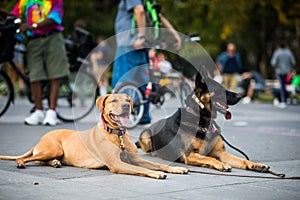 Well-trained dogs Obeying their Trainer that Requested not to Mo