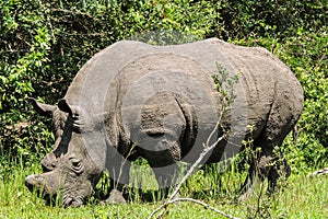 Rhinos at Ziwa Rhino and Wildlife Ranch, Uganda photo