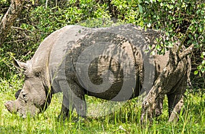 Rhinos at Ziwa Rhino and Wildlife Ranch, Uganda photo