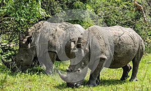 Rhinos at Ziwa Rhino and Wildlife Ranch, Uganda photo