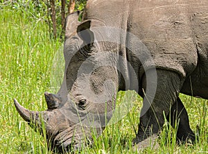 Rhinos at Ziwa Rhino and Wildlife Ranch, Uganda photo