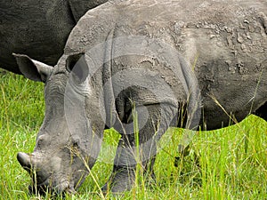 Rhinos at Ziwa Rhino and Wildlife Ranch, Uganda photo