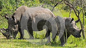 Rhinos at Ziwa Rhino and Wildlife Ranch, Uganda photo