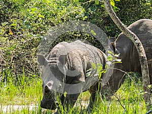 Rhinos at Ziwa Rhino and Wildlife Ranch, Uganda photo