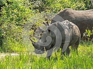 Rhinos at Ziwa Rhino and Wildlife Ranch, Uganda photo