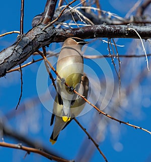 Well Travelled Cedar Waxwing