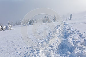 A well-trodden path in fresh snow leading to snow-covered fir trees in the fog. Mountains, Landscape
