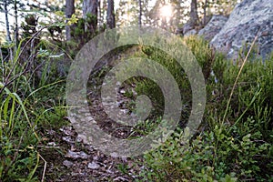 Well-trodden path goes through a pine forest and rocks, against the backdrop of the setting sun.