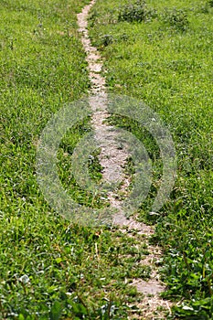 Well-trodden path in the green grass
