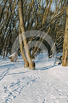 Well-trodden path in the winter forest. Beautiful winter landscape.