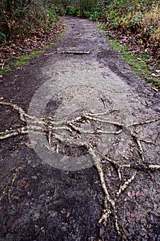 Well-worn muddy path with hazardous exposed tree roots, after the rain